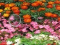 Gioco Hidden Hearts Flowers