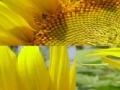 Gioco Sunflower Photo Puzzle
