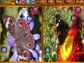 Gioco Butterfly Similarities Game