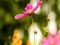 Gioco My flowers Hidden Letters