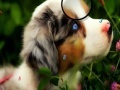 Gioco Faboulous Animals Hidden Numbers
