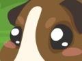 Gioco Guinea pig care