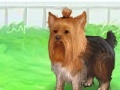 Gioco Cute Yorkie