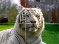 Gioco Zoo Time