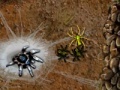 Gioco Arachnid Wars