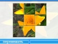 Gioco Yellow Lily