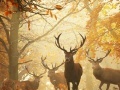 Gioco Nature Photography - Find the Numbers