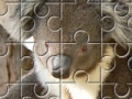 Gioco Austrailian Koala Bears 