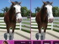Gioco Horses: Find The Differences 