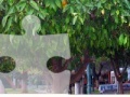 Gioco Orange Tree Jigsaw Puzzle 