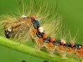 Gioco Caterpillar