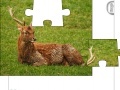 Gioco Jigsaw: Young Deer