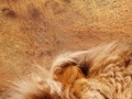 Gioco Puzzle lion