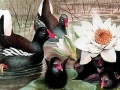 Gioco Black swans and lotus puzzle
