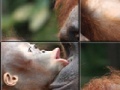 Gioco Orangutan Baby Slider Puzzle 
