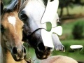 Gioco Horses Puzzle
