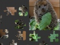 Gioco Hedgehog Puzzle 
