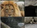 Gioco African Lion Slider Puzzle