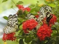 Gioco Jigsaw: Butterfly Family 