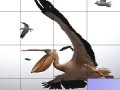 Gioco Flying pelicans slide puzzle