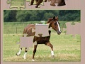 Gioco Jigsaw Horse