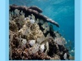 Gioco Coral reef jigsaw