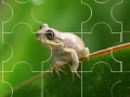 Gioco Cute little frog puzzle