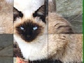 Gioco Blue Eyed Cats Slide Puzzle
