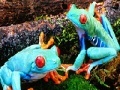 Gioco Blue frogs slide puzzle