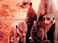 Gioco Little shy meerkat family slide puzzle
