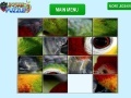 Gioco Parrot Eye Slider
