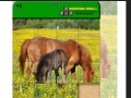 Gioco Horse Puzzle