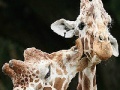 Gioco Cute giraffes slide puzzle