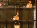Gioco Chickens of Ryaby