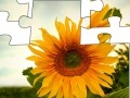 Gioco Jigsaw: Sunflower 2