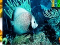 Gioco Turquoise ocean fish puzzle