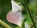 Gioco Wild big chameleon puzzle