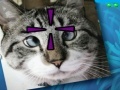 Gioco Funny Cats