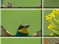 Gioco Puzzle craze beautiful birds 