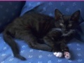 Gioco Jigsaw World: Kittens