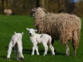 Gioco Jigsaw: Sheep And Lamb