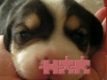 Gioco Cute puzzle: Puppy