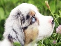 Gioco Best dog slide puzzle