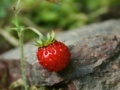 Gioco Strawberry puzzle 