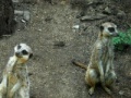 Gioco Jigsaw: Two meerkats