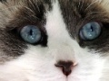 Gioco Jigsaw: Cat Face