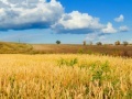 Gioco Jigsaw: Golden Wheat Field