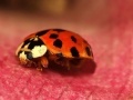 Gioco Jigsaw: Pink Plant Ladybug