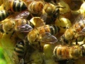 Gioco Honeycomb - Hidden Bees