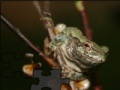 Gioco Portrait of a wood frog